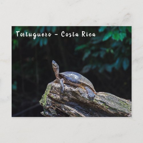 River Turtle sunbathing at Tortuguero _ Costa Rica Postcard