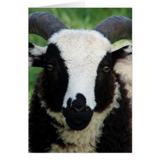 RJ the Jacob Ram Lamb Cards (Front)
