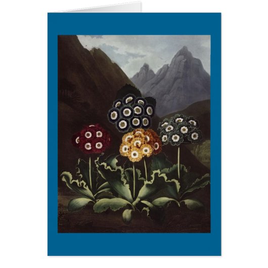 RJ Thornton - Group of Auriculas Cards (Front)
