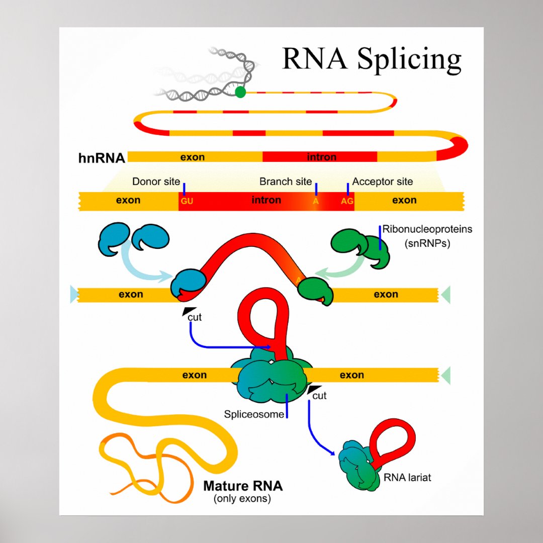 RNA Splicing Molecular Biology Genetics Diagram Poster | Zazzle