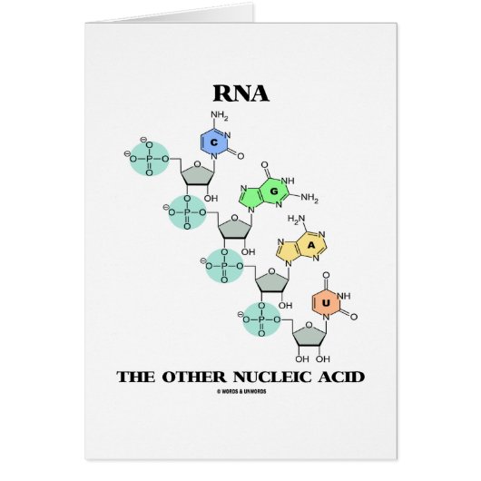 RNA The Other Nucleic Acid (Chemical Structure) Cards (Front)