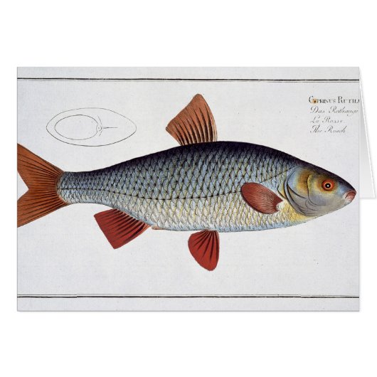 Roach (Cyprinus Rutilis) plate II from 'Ichthyolog Cards (Front Horizontal)