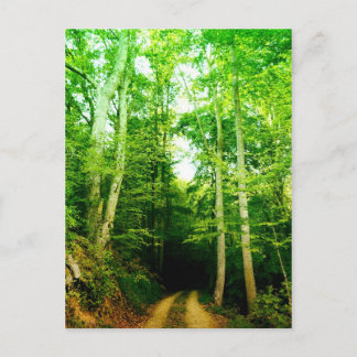 Road in the Woods Post Card