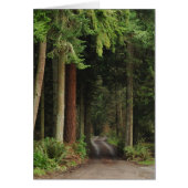 Road lined with Firs (Front)