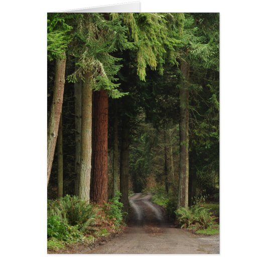 Road lined with Firs Cards (Front)