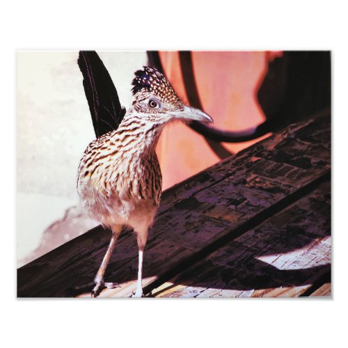 Road Runner Arizona Desert Cuckoo Bird Photo 