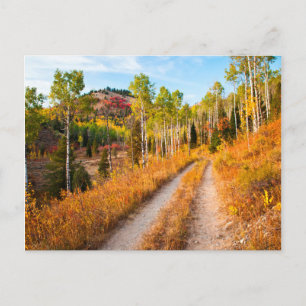 Road Through Autumn Colors Postcard