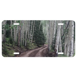 Road Through the Birch