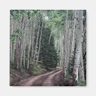Road Through the Birch