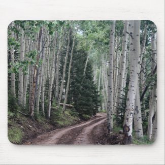 Road Through the Birch