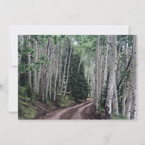 Road Through the Birch Note Card