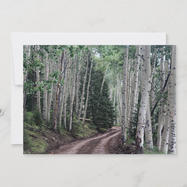 Road Through the Birch Note Card (Front)