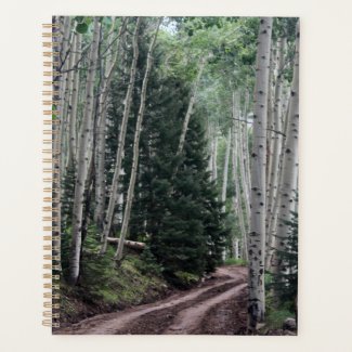 Road Through the Birch