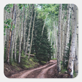 Road Through The Birch Square Sticker