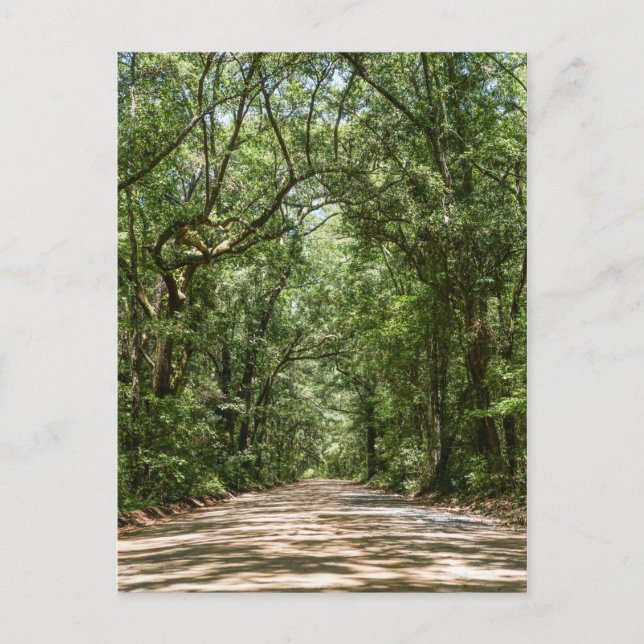 Road To Angel Oak Postcard (Front)