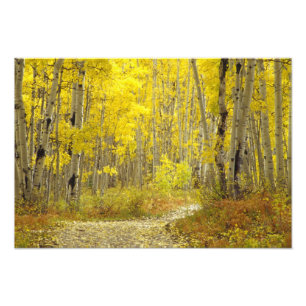 Road with autumn colors and aspens in Kebler 2 Photo Print