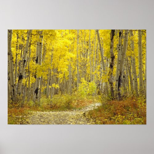 Road with autumn colors and aspens in Kebler 2 Poster