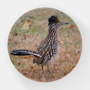 Roadrunner Bird Wild Nature Glass Paperweight