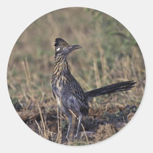 Roadrunner Classic Round Sticker