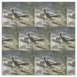 Roadrunner Fabric