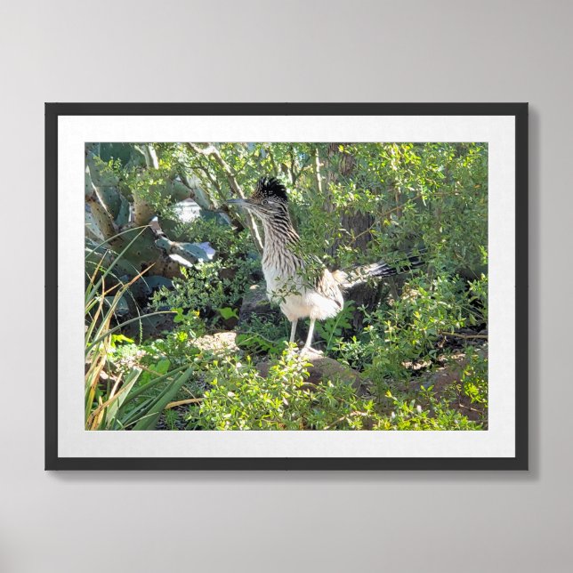 Roadrunner in Tucson, Arizona Framed Art (Framed Front)