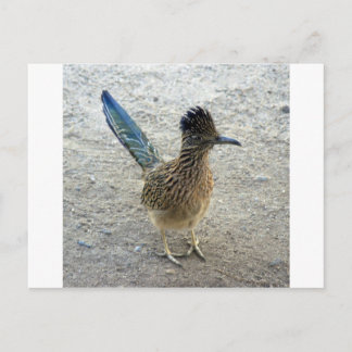 Roadrunner Postcard