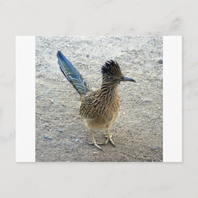 Roadrunner Postcard (Front)