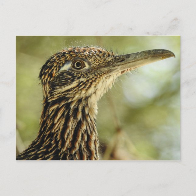 Roadrunner Postcard (Front)