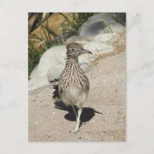 Roadrunner Postcard