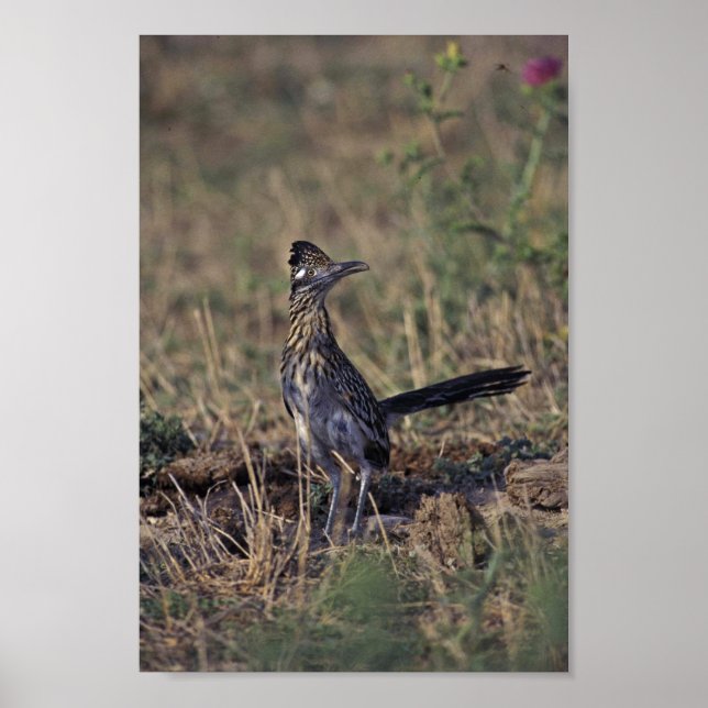 Roadrunner Poster (Front)