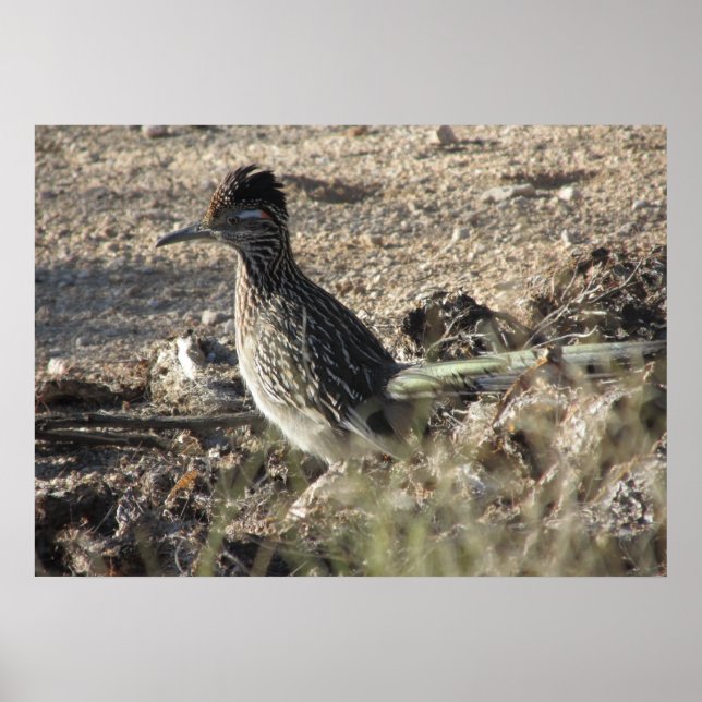 Roadrunner Poster (Front)