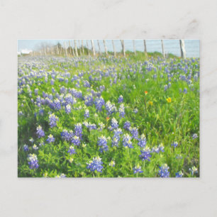 Roadside Bluebonnets Postcard