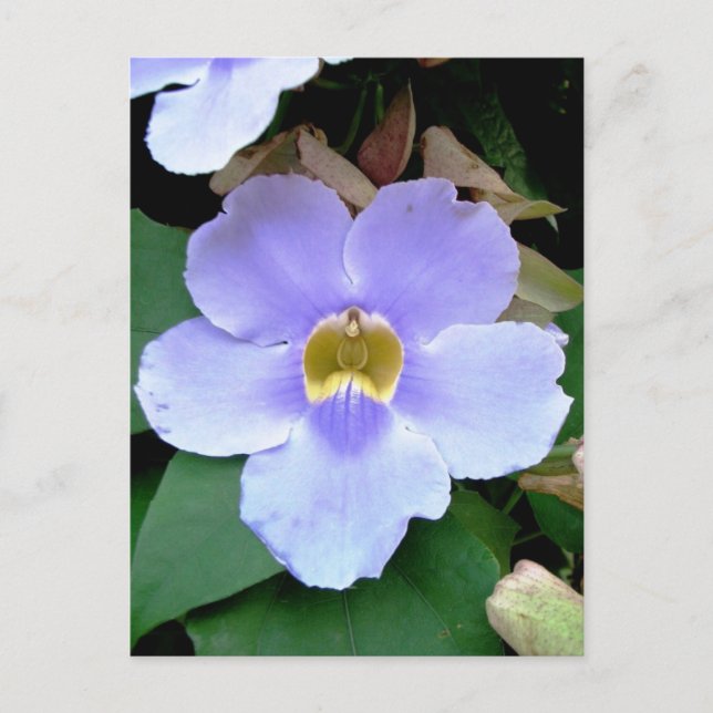Roadside flower, Placencia, Belize Postcard (Front)