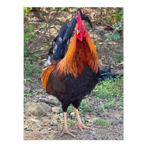 Roadside Rooster in St Maarten Photo Print