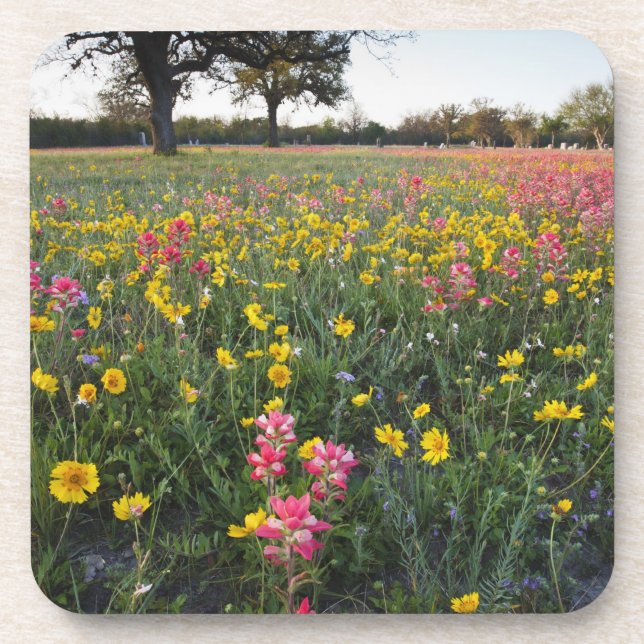 Roadside wildflowers in Texas, spring Beverage Coaster (Front)