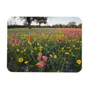 Roadside wildflowers in Texas, spring Magnet