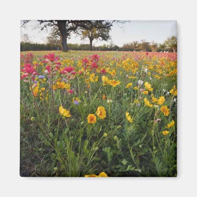Roadside wildflowers in Texas, spring Magnet (Front)