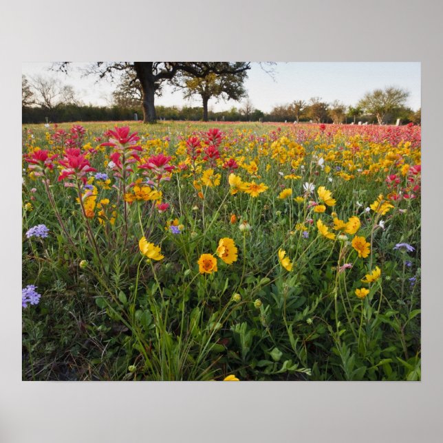Roadside wildflowers in Texas, spring Poster (Front)