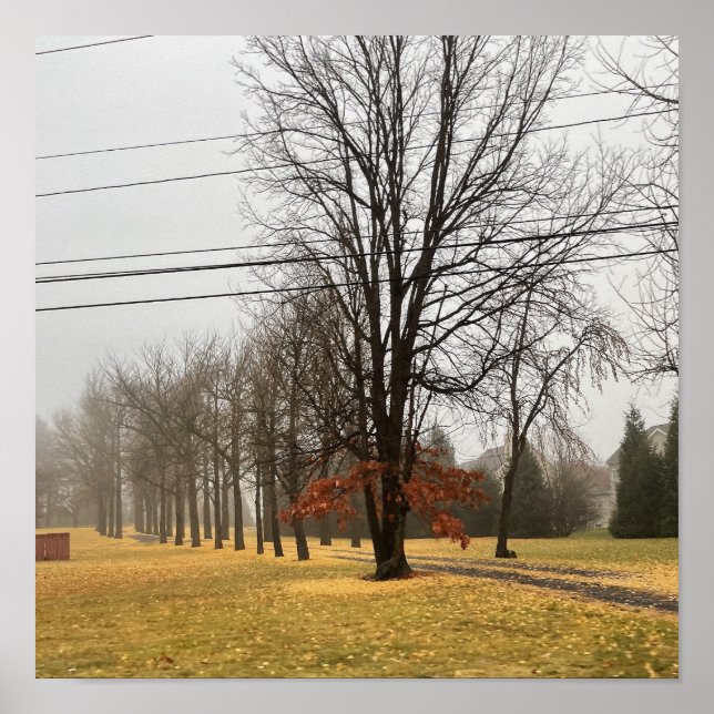 Roadway of Autumn Trees Poster (Front)