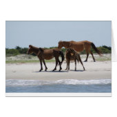 Roam Free II (Front Horizontal)