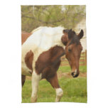 Roaming Paint Horse Kitchen Towel