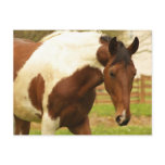 Roaming Paint Horse Postcard