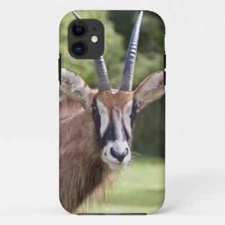 Roan Antelope iPhone 5 Case