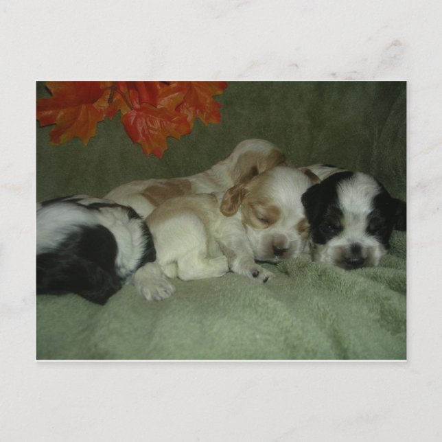 Roan Cocker spaniel  puppies. Nap Time! Postcard (Front)