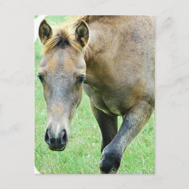 Roan Horse Photo Postcard (Front)