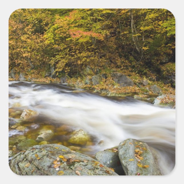 Roaring Brook in fall in Vermont's Green Square Sticker (Front)