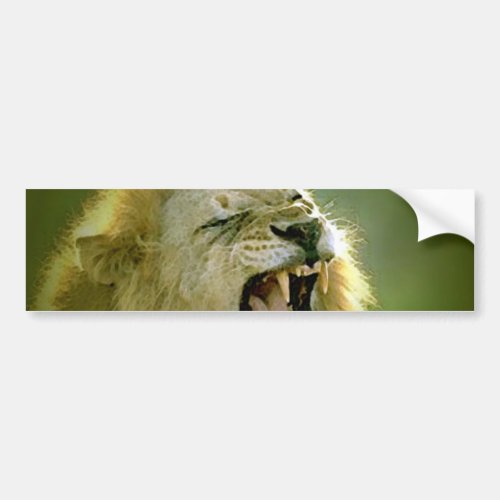 Roaring Lion Bumper Sticker