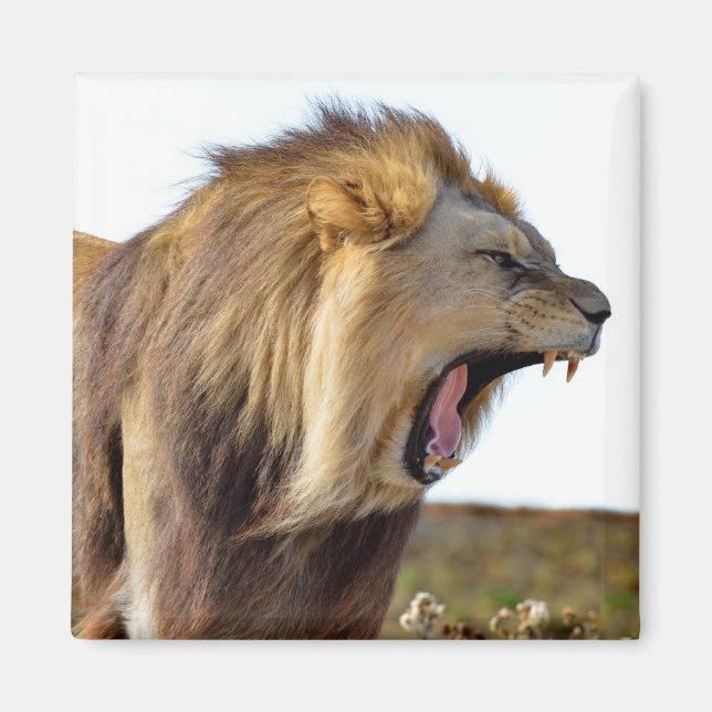 Roaring lion full of teeth  magnet (Front)