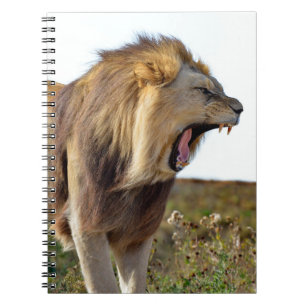 Roaring lion full of teeth notebook