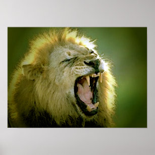 Roaring Lion Poster - Animal Photography Art